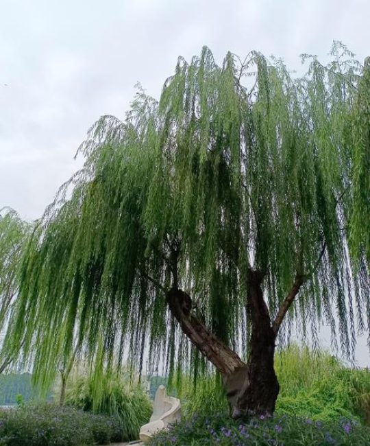 屋前能栽柳树吗？园艺与风水双重视角下的科学解读
