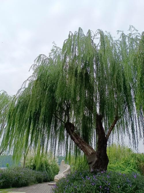 屋前能栽柳树吗?园艺与风水双重视角下的科学解读 引言