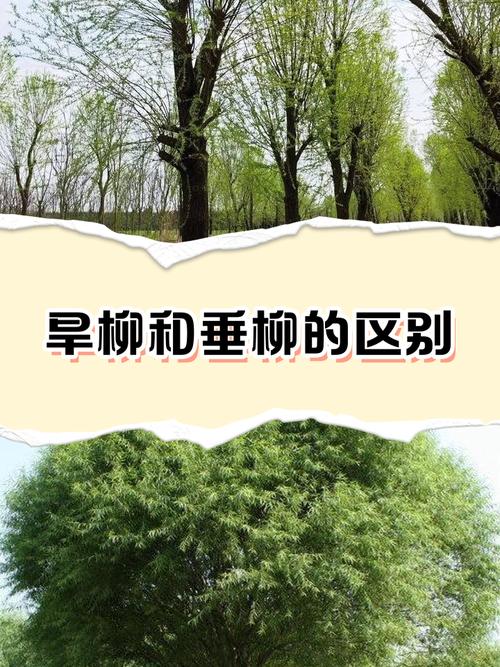 屋前能栽柳树吗?园艺与风水双重视角下的科学解读 风水角度:传统观念与现代解读