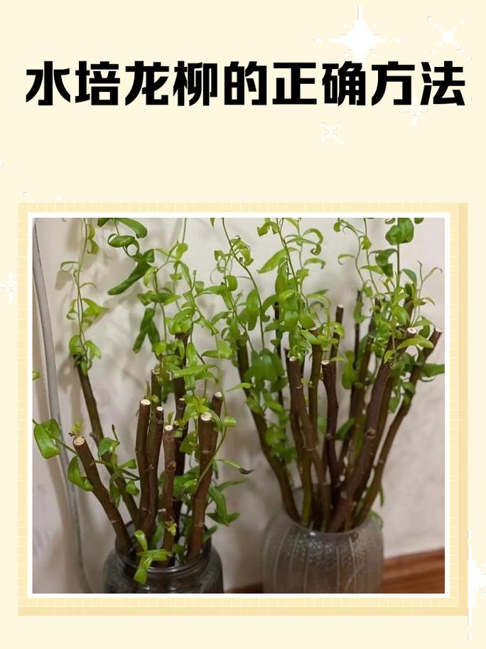 屋前能栽柳树吗?园艺与风水双重视角下的科学解读 综合建议与替代方案