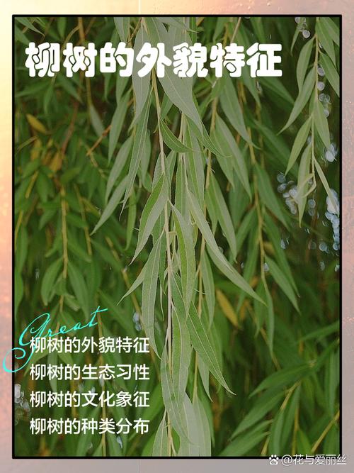 屋前能栽柳树吗?园艺与风水双重视角下的科学解读 结语