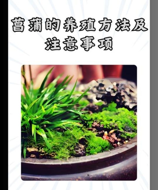 如何种好菖蒲？从选时到成活的完整技术指南