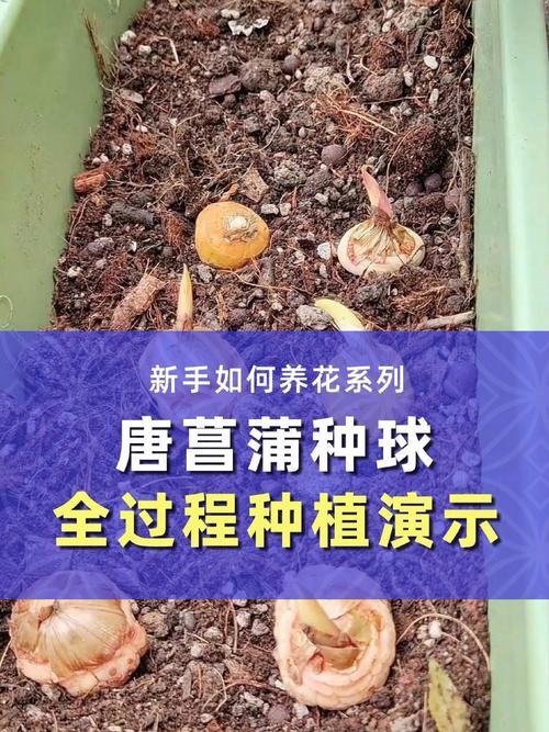 如何种好菖蒲?从选时到成活的完整技术指南 四、栽植深度:深浅有度,生根不愁