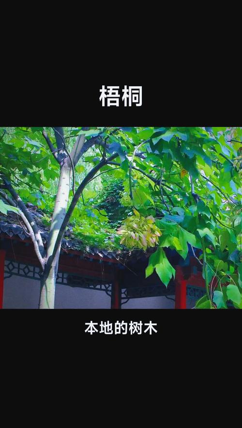 横琴梧桐树种植表现全解析:树形、遮荫、行道树规格与移栽管理 树形特征与遮荫能力评估