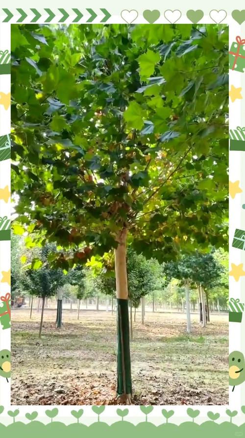 横琴梧桐树种植表现全解析:树形、遮荫、行道树规格与移栽管理 行道树与庭院规格选型