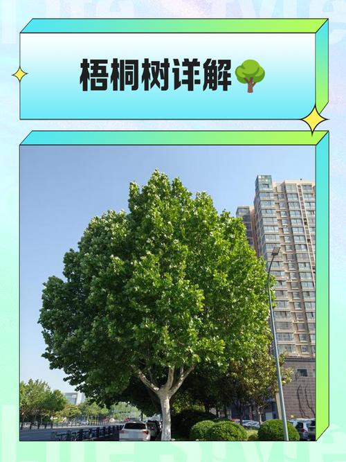 横琴梧桐树种植表现全解析:树形、遮荫、行道树规格与移栽管理 支撑固定系统方案
