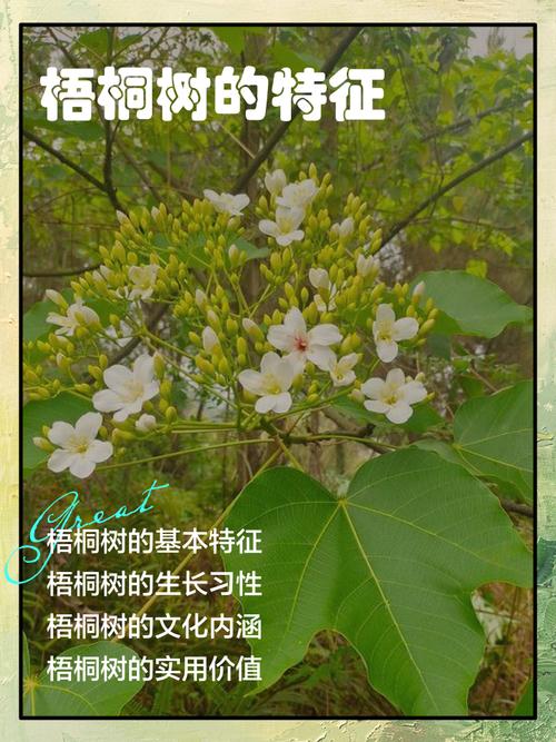 横琴梧桐树种植表现全解析:树形、遮荫、行道树规格与移栽管理 FAQ
