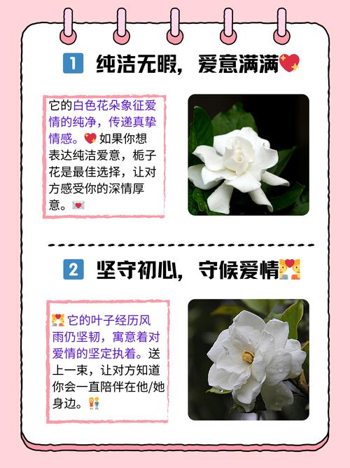 栀子花有什么寓意?详解养护技巧与风水文化 栀子花有什么寓意?详解养护技巧与风水文化
