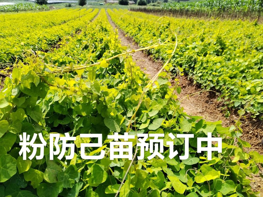 粉防己种苗价格多少钱一株(2024参考区间及影响因素详解) 三、季节因素:春季(3-5月)价格最高,秋季(9-11月)价格最低