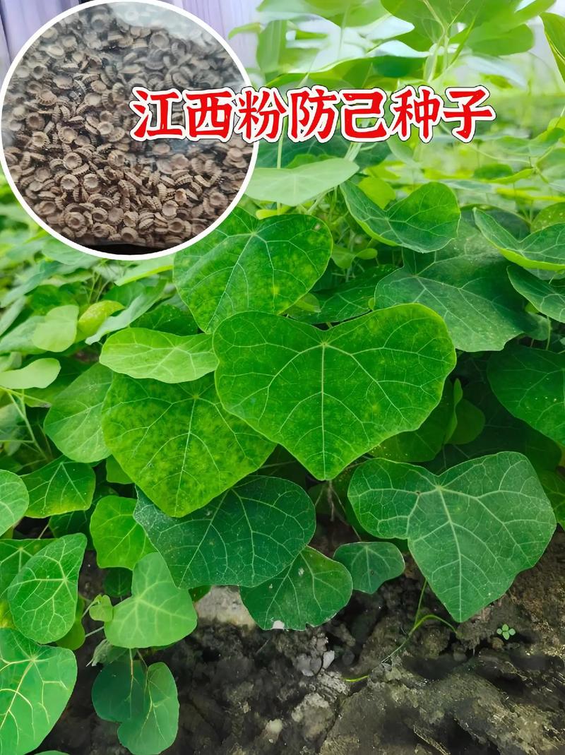 粉防己种苗价格多少钱一株(2024参考区间及影响因素详解) 五、运输因素:距离越远,物流成本占比越高(10%~30%)