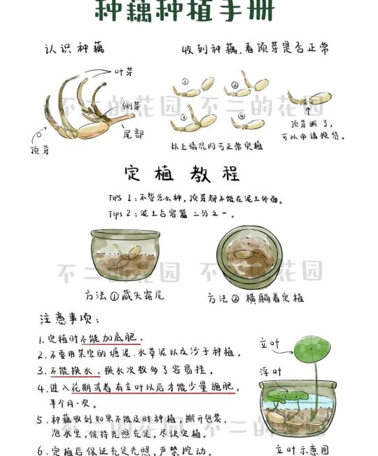 怎样种植荷花？从选种到越冬的全流程实操指南