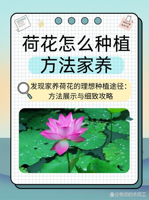 怎样种植荷花?从选种到越冬的全流程实操指南 总结