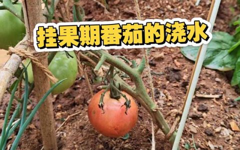西红柿挂果后怎么浇水？挂果期养护全指南