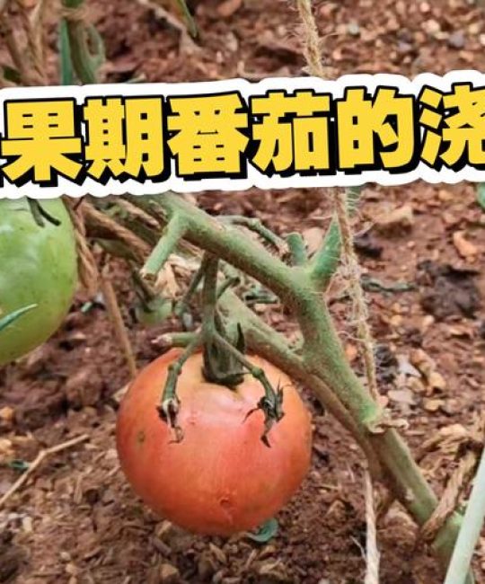 西红柿挂果后怎么浇水？挂果期养护全指南