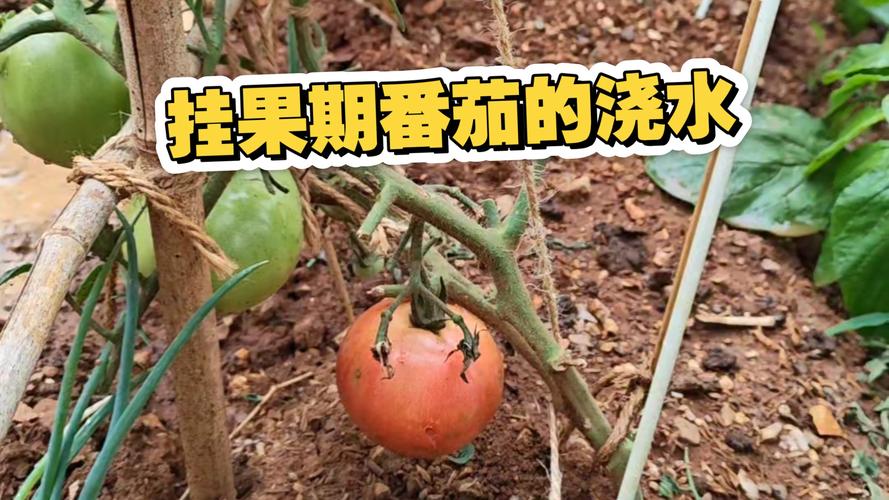 西红柿挂果后怎么浇水?挂果期养护全指南 西红柿挂果后怎么浇水?挂果期养护全指南