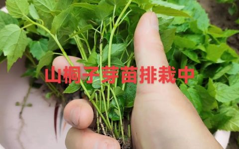 山苍子种苗购买渠道分析：如何科学筛选优质供应商