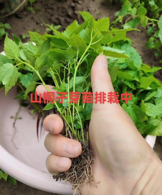 山苍子种苗购买渠道分析：如何科学筛选优质供应商