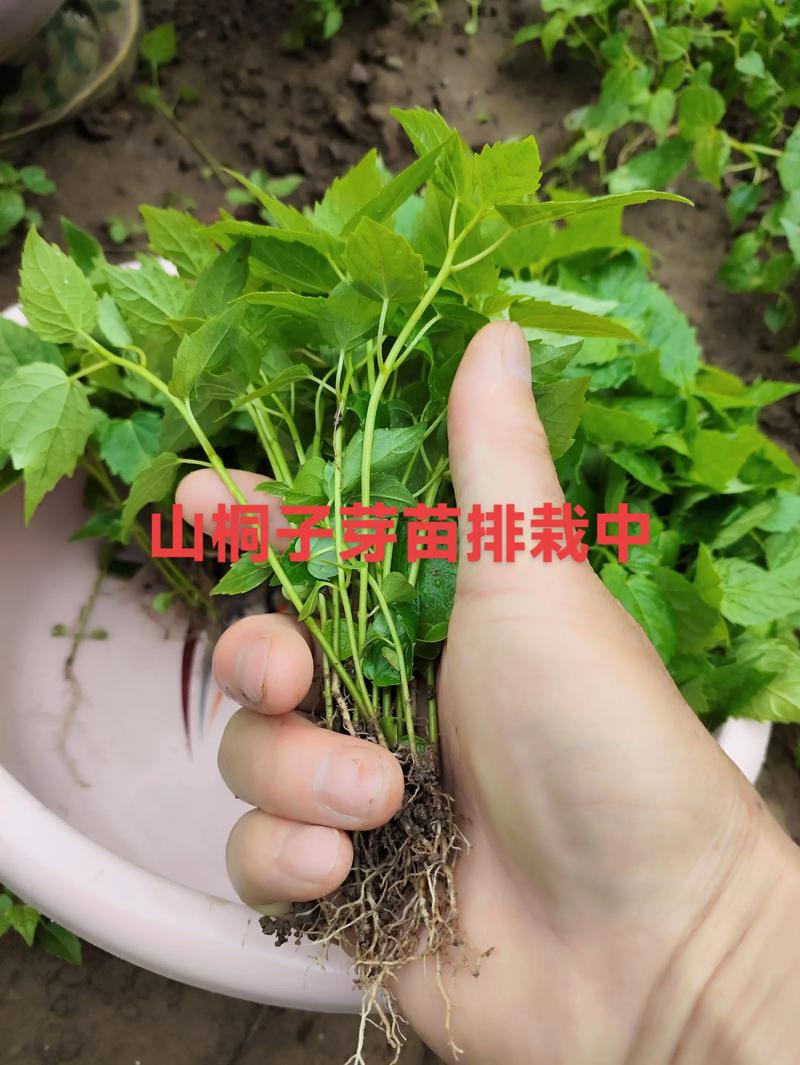 山苍子种苗购买渠道分析:如何科学筛选优质供应商 一、明确采购需求,初步筛选候选渠道