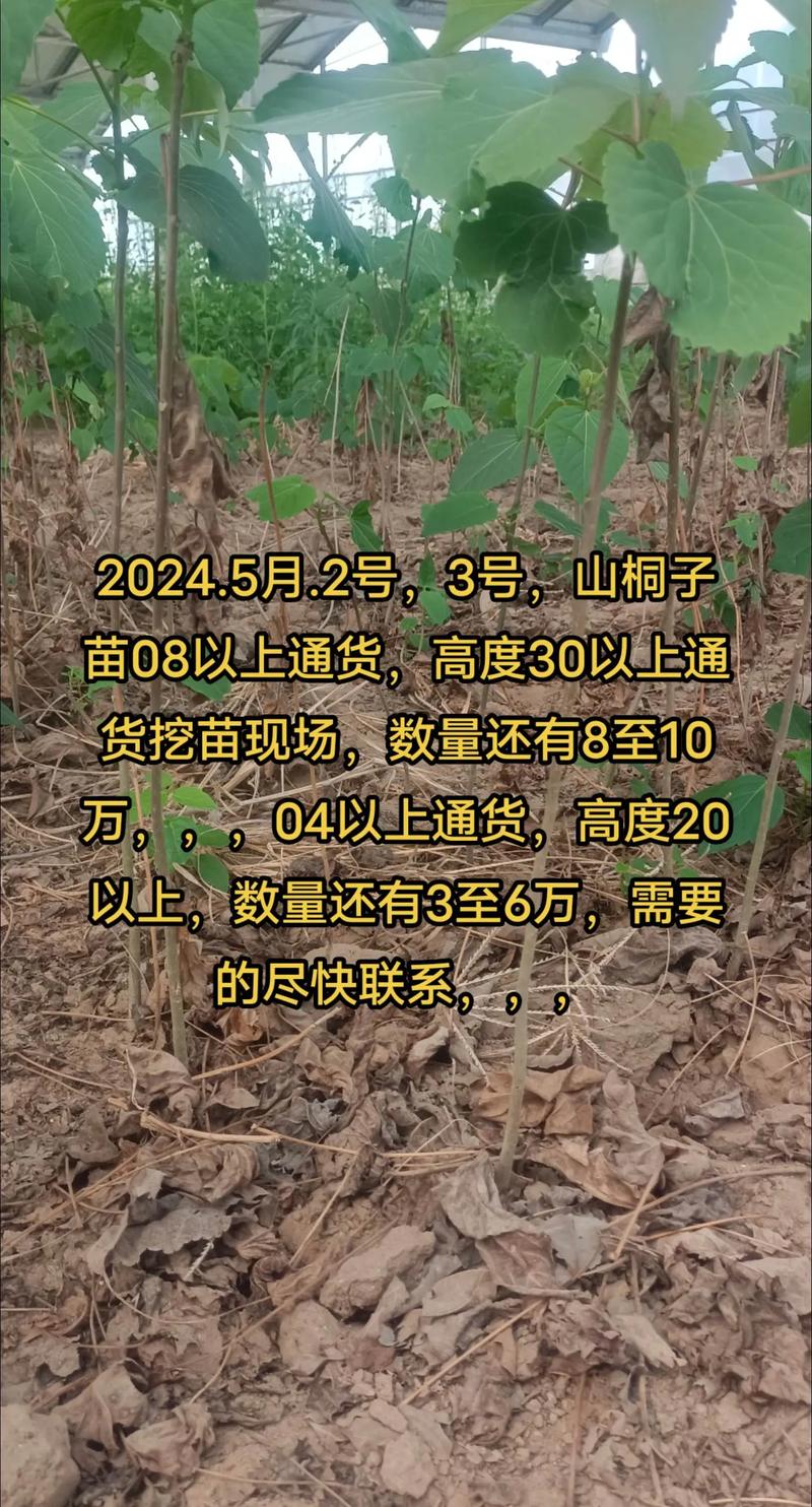 山苍子种苗购买渠道分析:如何科学筛选优质供应商 二、品种真实性核查与规格匹配度分析