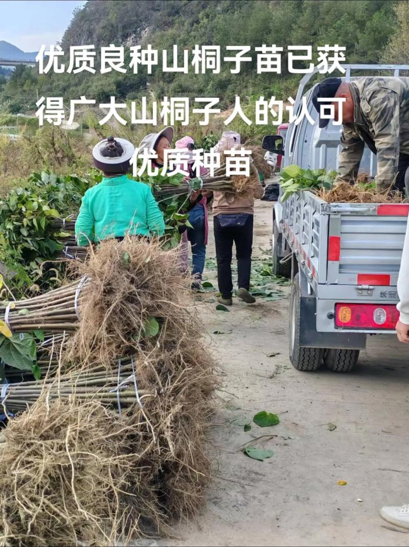 山苍子种苗购买渠道分析:如何科学筛选优质供应商 三、根系健康评估与运输装车方案核查