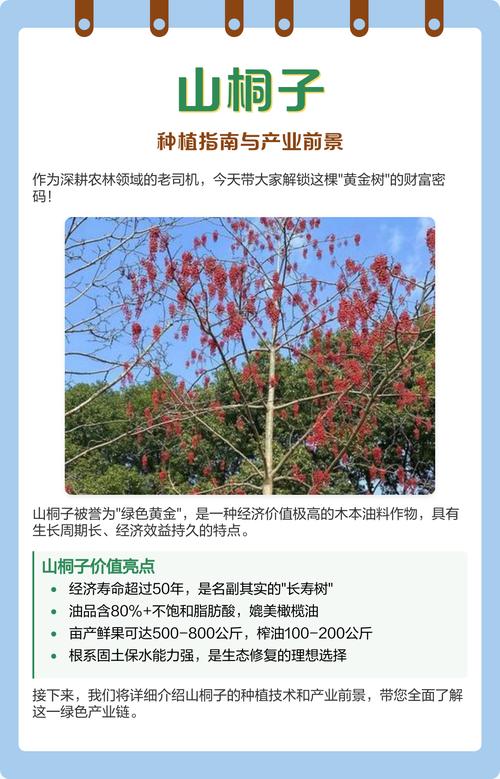 山苍子种苗购买渠道分析:如何科学筛选优质供应商 四、售后补苗政策审核与书面约定