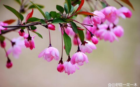 木本海棠花怎么养？从浇水到修剪的六步养护指南