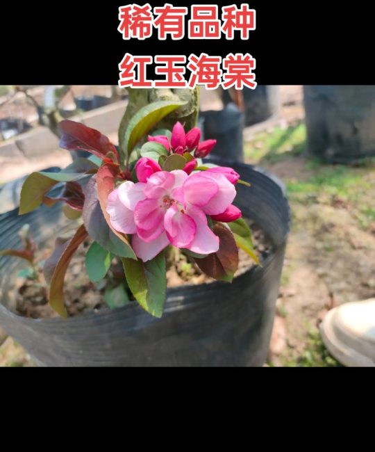 海棠花哪个品种最好养？贴梗海棠与西府海棠对比指南