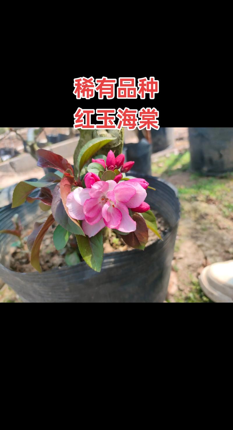 海棠花哪个品种最好养?贴梗海棠与西府海棠对比指南 海棠花哪个品种最好养?贴梗海棠与西府海棠对比指南