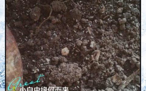 花盆土壤里有小白虫怎么办？快速除虫与预防全攻略