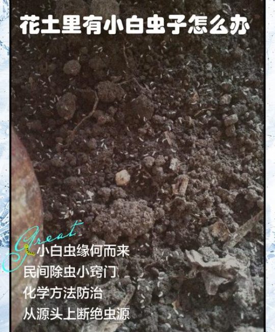 花盆土壤里有小白虫怎么办？快速除虫与预防全攻略