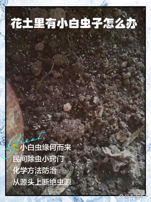 花盆土壤里有小白虫怎么办?快速除虫与预防全攻略 花盆土壤里有小白虫怎么办?快速除虫与预防全攻略