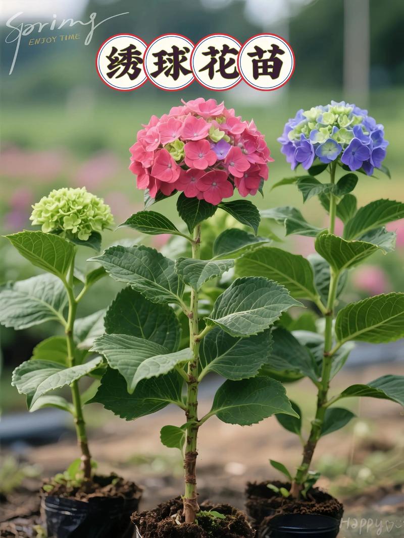 绣球花什么季节的?盛夏开花指南与四季养护全解 光照与水肥精准方案