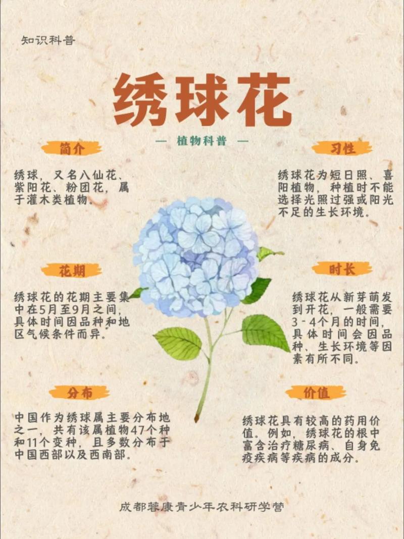绣球花什么季节的?盛夏开花指南与四季养护全解 FAQ