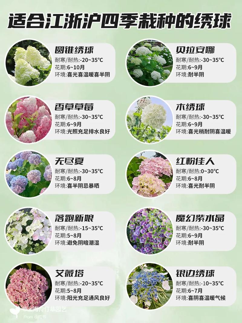 绣球花什么季节的?盛夏开花指南与四季养护全解 总结