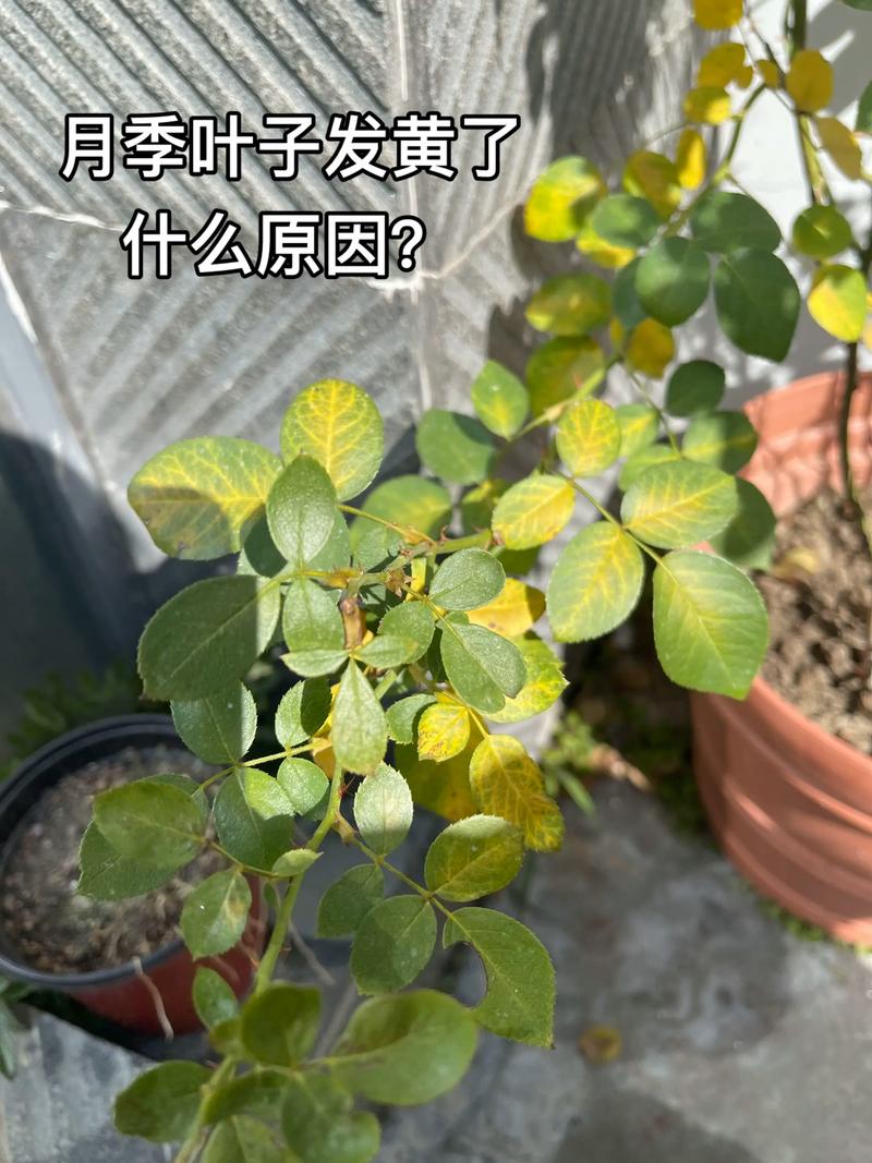 月季花的叶子黄了是怎么回事?6大原因诊断与养护急救指南 常见误区与纠正