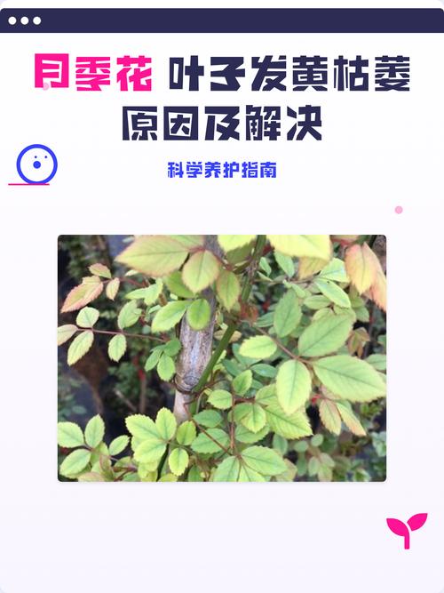 月季花的叶子黄了是怎么回事?6大原因诊断与养护急救指南 总结:3个核心可执行动作