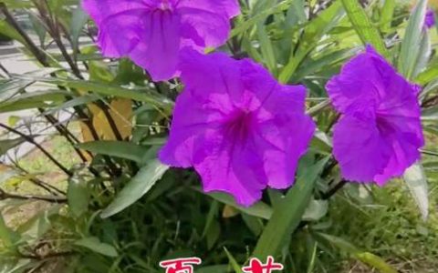夏花是什么花——夏季盛开的代表性植物全解析
