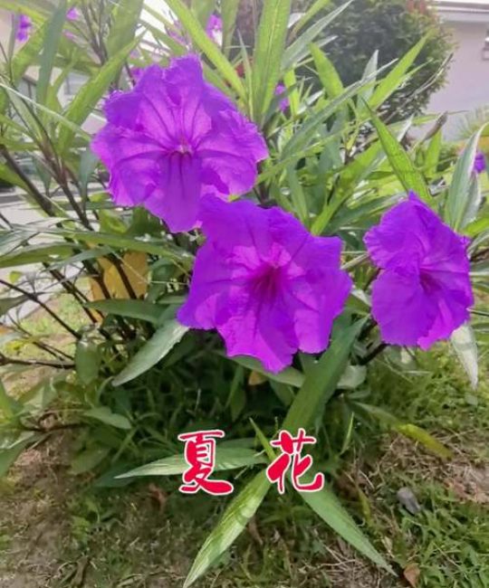 夏花是什么花——夏季盛开的代表性植物全解析