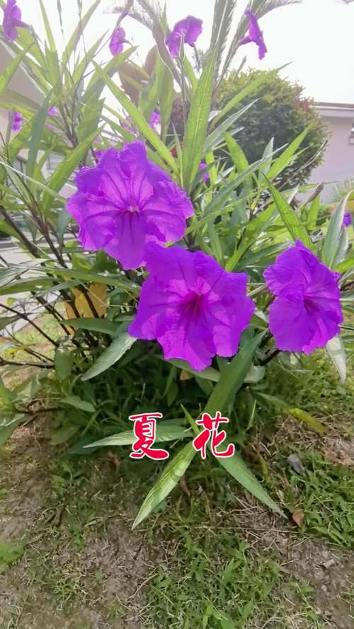 夏花是什么花——夏季盛开的代表性植物全解析 夏花是什么花——夏季盛开的代表性植物全解析