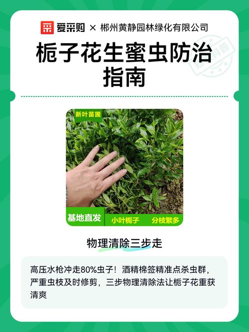 栀子花长虫子怎么处理?全面防治指南 三、预防大于治疗