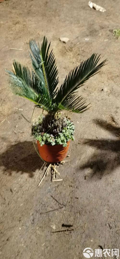四、栽植深度