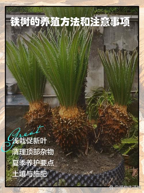 七、成活注意事项