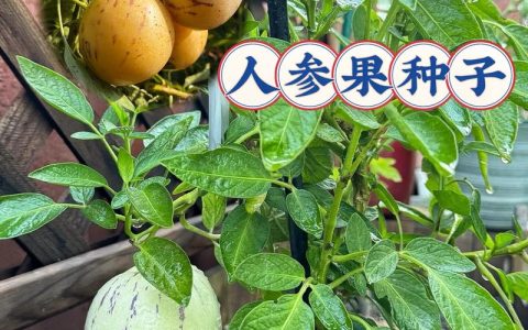 人参果主产区分布与露地种植技术指南