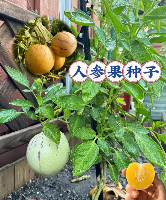 人参果主产区分布与露地种植技术指南