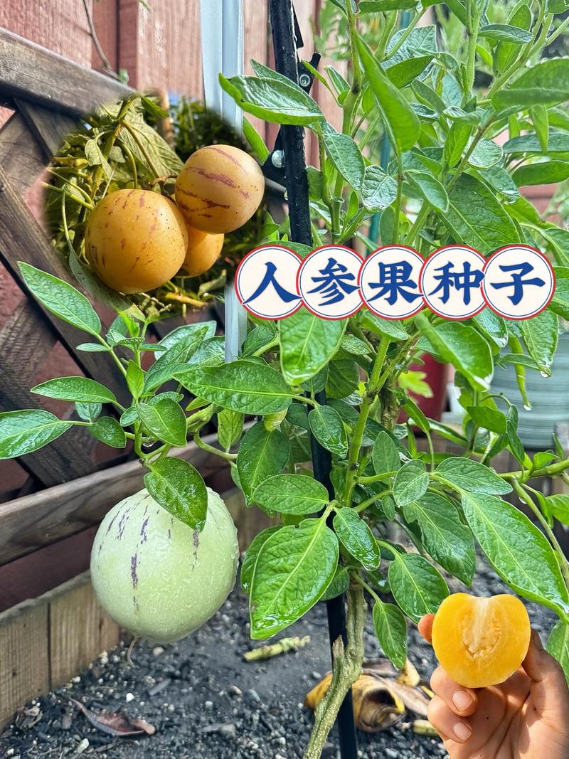 人参果主产区分布与露地种植技术指南 一、适宜时间