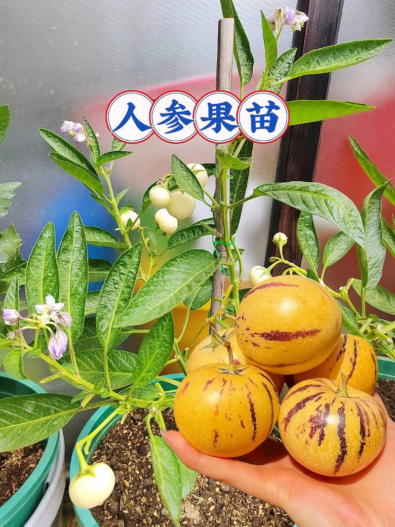 人参果主产区分布与露地种植技术指南 三、栽前处理