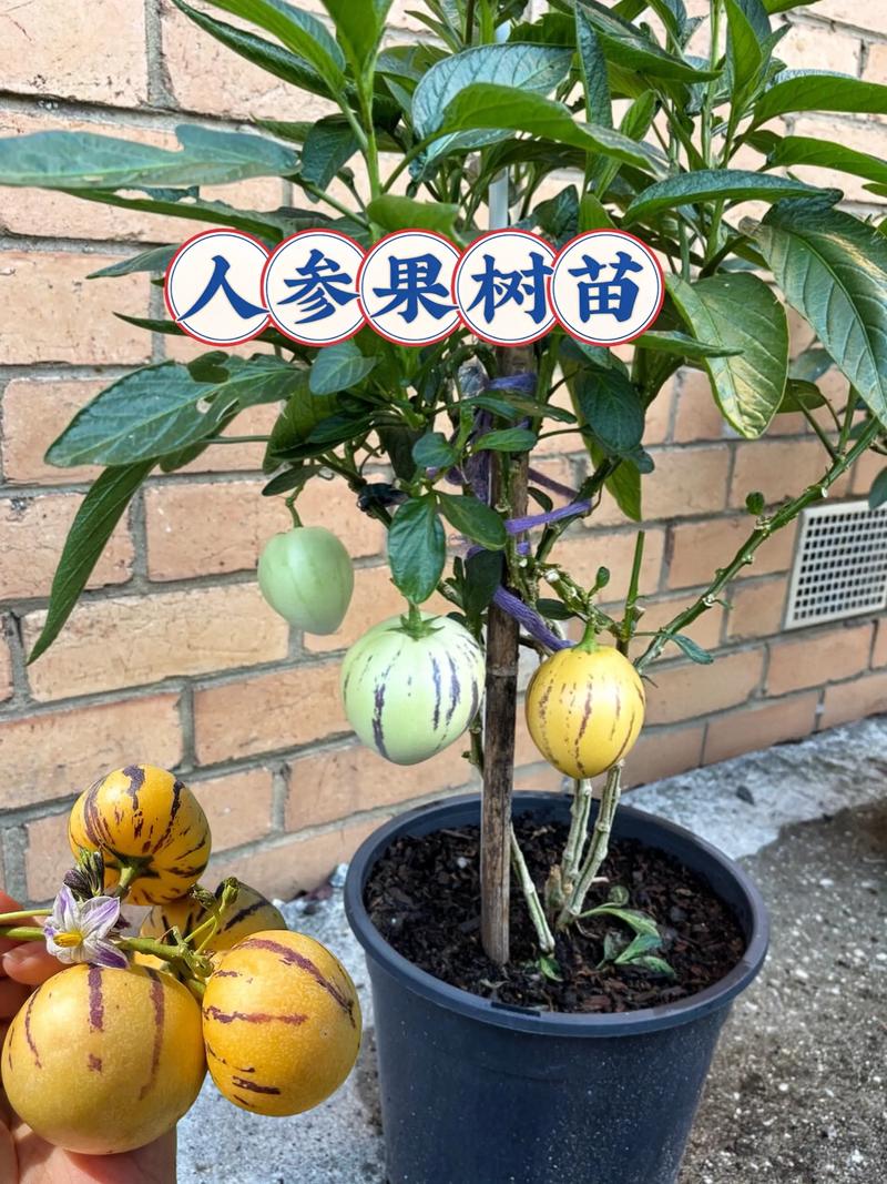 人参果主产区分布与露地种植技术指南 五、浇定根水