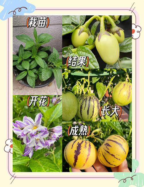 人参果主产区分布与露地种植技术指南 六、缓苗管理