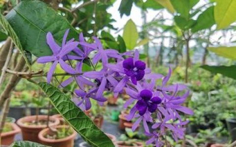 大叶蓝花藤一年开几次花？花期养护与促花全攻略