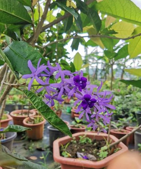 大叶蓝花藤一年开几次花？花期养护与促花全攻略
